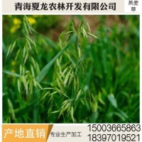 燕麥草 養(yǎng)殖場燕麥草 牛羊、兔子、荷蘭豬和豚鼠寵物牧草