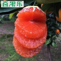 【產地直供】秭歸中華紅血橙5/9斤包郵 現摘新鮮水果紅肉臍橙子