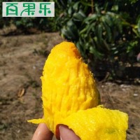 【停售】 海南貴妃芒當季新鮮水果芒果貴妃芒5/9斤包郵 一件代發