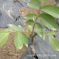 湖南果樹苗嫁接大殼薄核桃樹果苗9818核桃苗指捏即破果樹苗批發