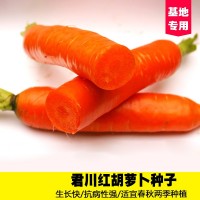 君川紅胡蘿卜種籽四季秋季蔬菜子大田高產(chǎn)蔬菜紅蘿卜種孑