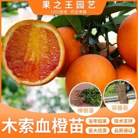 木索血橙苗雜柑新品種果樹苗 庭院種植嫁接南北方種植苗 基地直發