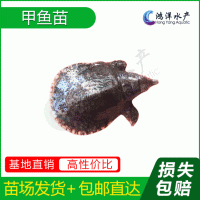 中華鱉甲魚苗優質水魚苗淡水養殖活體魚苗批發