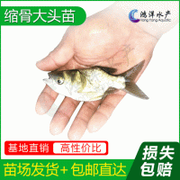 縮骨魚縮骨大頭魚苗仙骨大頭魚胖頭魚淡水養殖活體魚苗批發