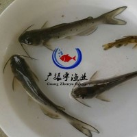 廠家直銷 叉尾魚苗斑點(diǎn)叉尾鮰魚苗叉尾苗3000頭起批