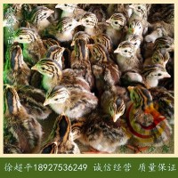 珍珠雞苗-非洲珍珠雞苗-珠鳥苗-6天一批-每批8千羽