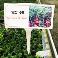 ‘直立’冬青小苗大苗綠植盆栽家庭陽臺園藝育苗批發