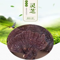 吉林長白山特產靈芝廠家批發打粉切片嚼服煲湯多種食用方法靈芝