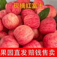 脆甜蘋果冰糖心紅富士蘋果10斤丑蘋果富士應季新鮮水果批發(fā)紅富士