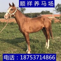 公司開業慶典用馬白馬純血馬汗血馬伊犁馬阿拉伯馬租賃半血馬養殖