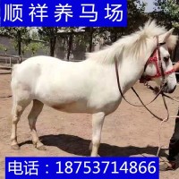 國產混血馬活馬成年馬肩高 袖珍矮腳馬養殖基地 德保矮馬馬駒出售