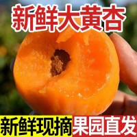 陜西大黃杏子應季新鮮現(xiàn)摘孕婦水果3/5斤整箱批發(fā)紅杏酸杏甜杏子