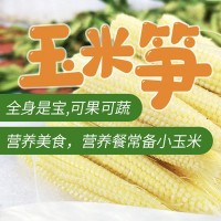 廣西橫縣新鮮產(chǎn)地現(xiàn)摘玉米筍水果玉米迷你小玉米帶皮去皮包郵代發(fā)