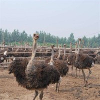 哪里有賣鴕鳥的 優質鴕鳥價格 鴕鳥養殖場 低價出售活體鴕鳥