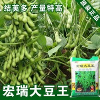 毛豆種子菜用種子大豆黃豆種子黃豆籽種子蔬菜種子批發(fā)菜種公司