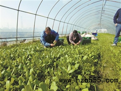 種植基地里，種植戶忙著采收蔬菜。