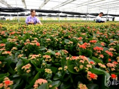 河北霸州：發展花卉種植 助力鄉村振興