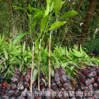 金煌芒果嫁接果樹苗 臺農(nóng)桂七四季芒紅貴妃凱特芒果樹苗地栽盆栽