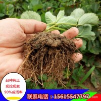 【草莓】草莓批發 甜寶草莓 章姬草莓 甜寶 奶油草莓 現挖現賣