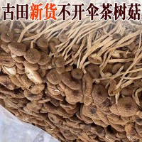 未開傘茶樹菇干貨特產 古田福建不開傘茶樹菇500g食用菌農產品