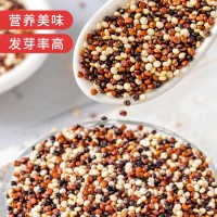 廠家批發三色藜麥500g/袋壩上黑白紅藜麥混合裝YZ