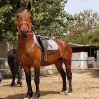 馬匹養殖出售 騎乘馬價格 一匹婚慶用馬多少錢是什么品種馬