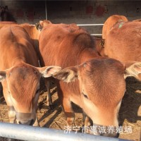 一歲左右的小牛犢現(xiàn)在價(jià)出售 新鮮牛肉 無(wú)瘦肉精 牛犢