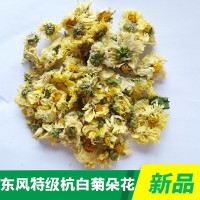 杭白菊朵花廠家批發桐鄉菊花胎菊精選杭白菊花茶花果茶廠家直銷