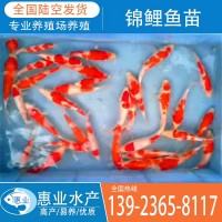 廠家批發錦鯉魚苗 淡水魚苗