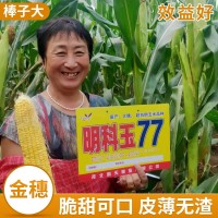 明科玉77玉米雜交種 批發玉米良種 活桿成熟 玉米種子