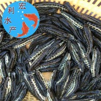 雜交黑魚苗 生魚苗 黑芝麻水花魚苗 烏魚苗 淡水養殖蛇頭魚