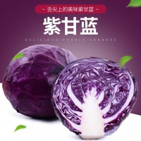 云南新鮮蔬菜紫甘藍(lán)紫包菜球生菜沙拉蔬菜生菜卷心菜椰菜現(xiàn)摘現(xiàn)發(fā)（價(jià)格面議）