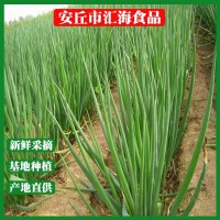 四季蔥聰苗菜蒜保鮮大蔥廠家直銷安丘大蔥批發新鮮蔬菜 40千克起批