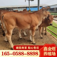 黃牛肉牛犢改良 肉牛價格怎么樣 養殖批發牛苗 肉牛活牛