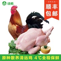 【一手三鳥(niǎo)】清遠(yuǎn)散養(yǎng)太監(jiān)土公雞閹雞整只新鮮現(xiàn)殺扇雞走地雞肉批  4斤起批