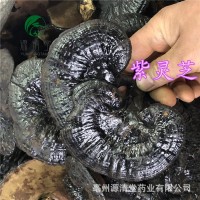 紫靈芝1斤中藥材黑散裝稱重源清堂個片子量大從優零食批發 紫靈芝