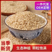 糙米500g 胚芽米 五谷雜糧 廠家批發