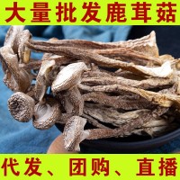 鹿茸菇干貨500g鹿茸菌云南特產食用菌菇煲湯料香菇批發代發