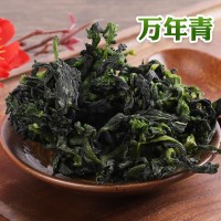 現貨脫水蔬菜40*40萬年青菜干 免費拿樣熱風干燥脫水菜芯萬年青