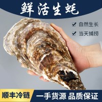 廠家現(xiàn)貨新鮮海產(chǎn)品鮮活帶殼乳山生蠔批發(fā)5斤牡蠣水產(chǎn)海鮮海蠣子