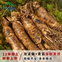 長白山新鮮人參500g裝整枝 帶土人參東北特產(chǎn)保鮮煲湯泡酒 人參